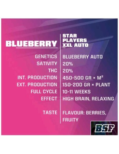 BSF - Blueberry XXL - Auto - 7 Semi
