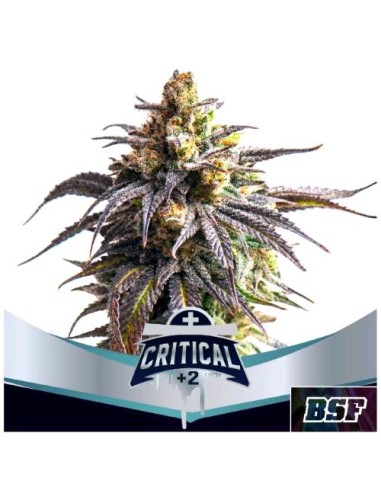 BSF - Critical +2 XXL - Auto - 2 Semi