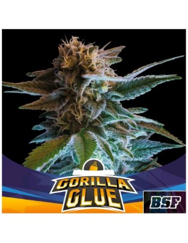 BSF - Gorilla Glue - Auto - 2 Semi