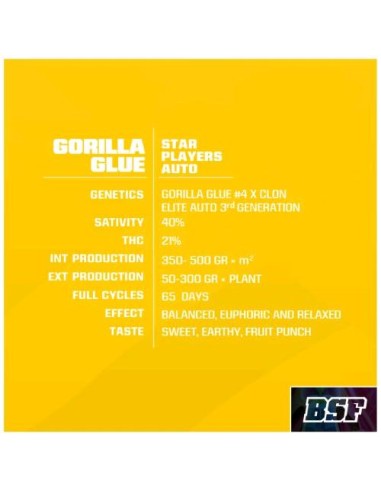 BSF - Gorilla Glue - Auto - 12 Semi