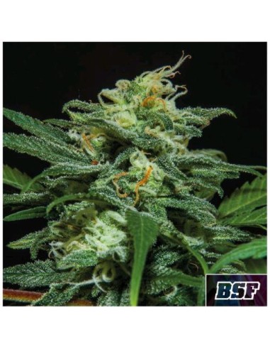 BSF - Lebrone Haze - Auto - 12 Semi