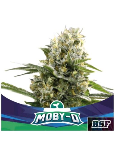 BSF - Moby D - XXL - Auto - 2 Semi