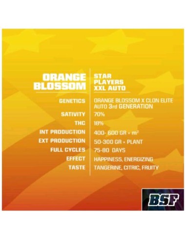 BSF - Orange Blossom - XXL  Auto - 2 Semi
