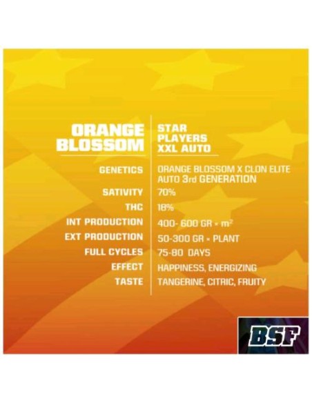 BSF - Orange Blossom - XXL  Auto - 4 Semi