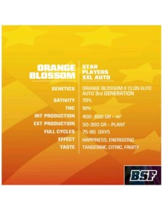 BSF - Orange Blossom - XXL  Auto - 4 Semi 2