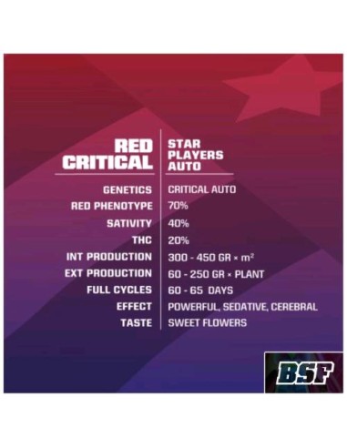 BSF - Red Critical Auto - 12 Semi