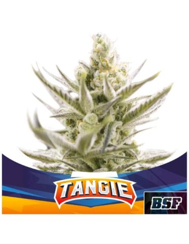 BSF - Tangie XXL - Auto