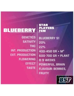 BSF - Blueberry Fem- 7 semi 2