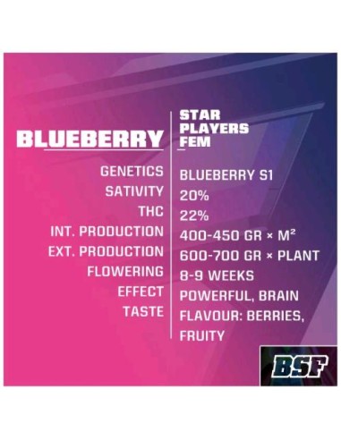 BSF - Blueberry Fem- 7 semi