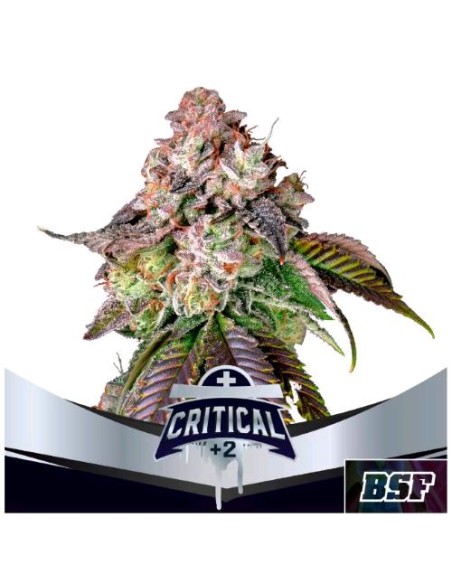 BSF - Critical +2 fem - 2 semi BSF - Critical +2 fem - 2 semi
