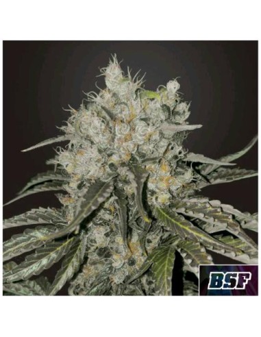 BSF - Double Cookies fem - 2 semi