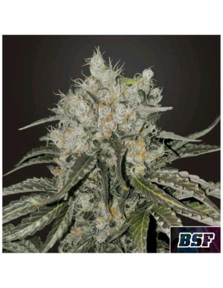 BSF - Double Cookies fem - 7 semi BSF - Double Cookies fem - 7 semi