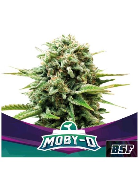 BSF - Moby -D fem - 2 semi