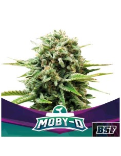 BSF - Moby -D fem - 12 semi