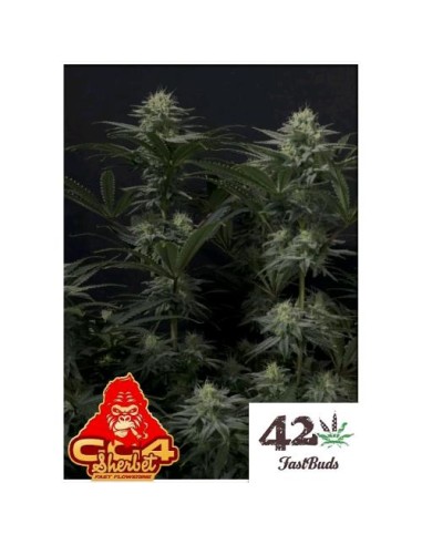 Fast Buds - GG4 Sherbet FF - fem - 1seme