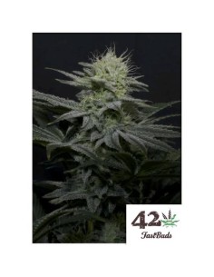 Fast Buds - GG4 Sherbet FF - fem - 1seme 2