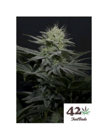 Fast Buds - GG4 Sherbet FF - fem - 5 semi