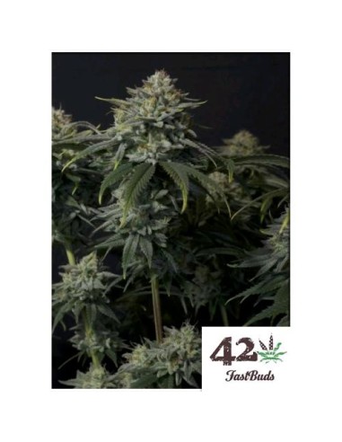 Fast Buds - Gorilla Cookies FF - fem - 1 seme