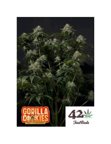 Fast Buds - Gorilla Coockies FF - fem - 1 seme