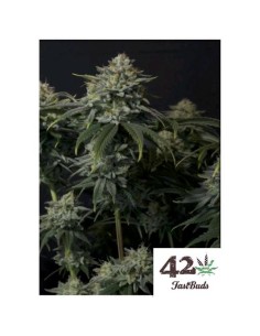 Fast Buds - Gorilla Coockies FF - fem - 3 sem1 2