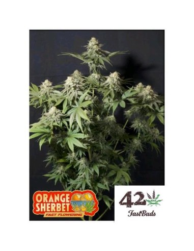 Fast Buds - Orange Sherbet  FF - fem - 1 seme