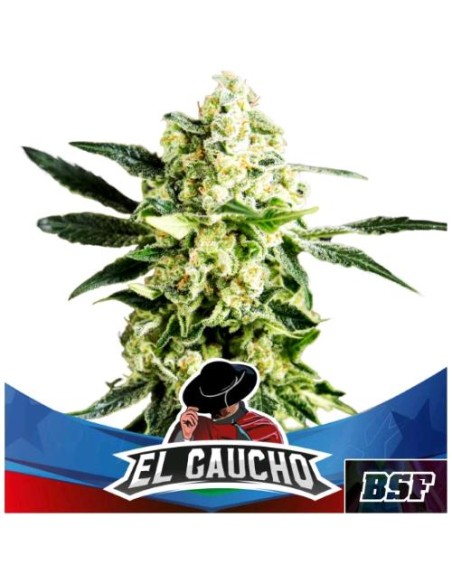 BSF - El Gaucho Fast - fem - 2 semi BSF - El Gaucho Fast - fem - 2 semi