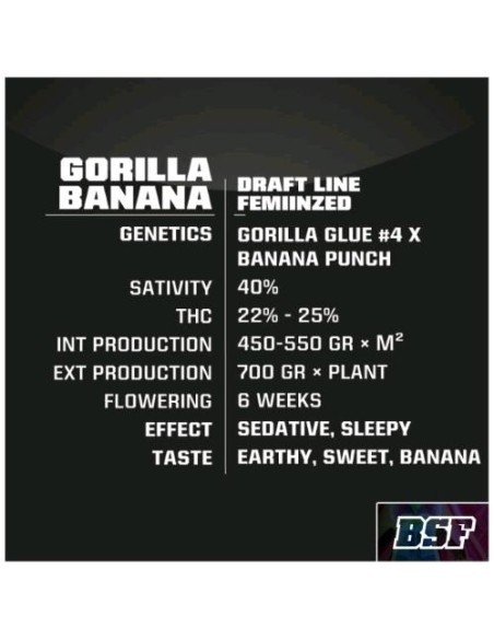 BSF - Gorilla Banana  fem - 4 semi