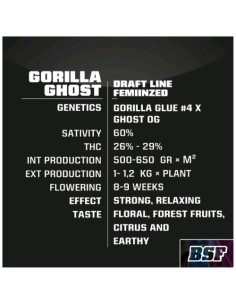 BSF - Gorilla Ghost - fem - 2 semi 2