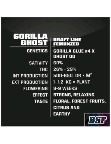BSF - Gorilla Ghost  fem - 7 semi