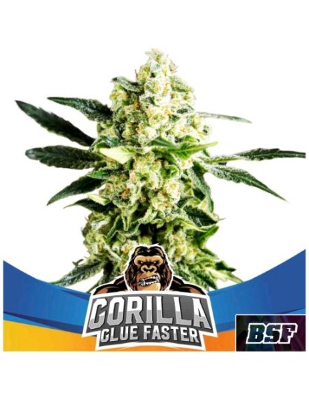 BSF - Gorilla Glue Fast - fem - 2 semi BSF - Gorilla Glue Fast - fem - 2 semi