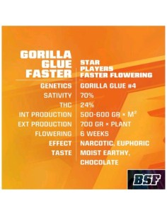 BSF - Gorilla Glue Fast - fem - 4 semi 2