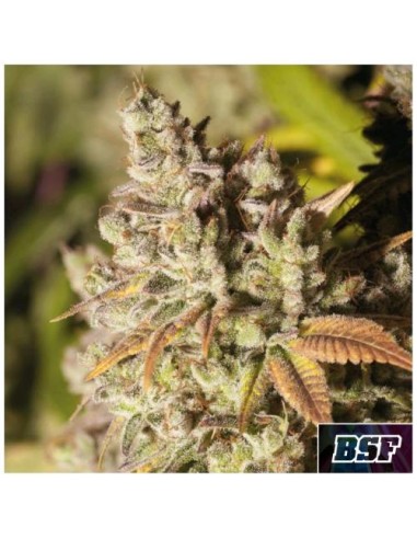 BSF - Gorilla Glue #4 - fem - 7 semi