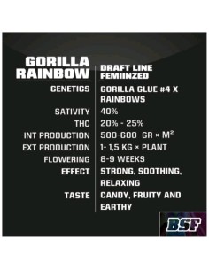 BSF - Gorilla Rainbow - fem - 2 semi 2