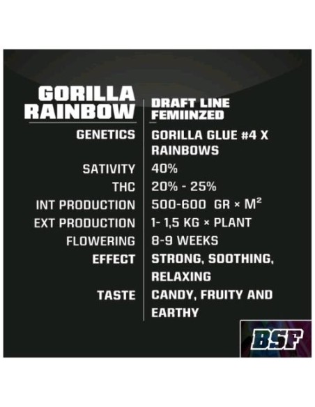 BSF - Gorilla Rainbow  fem - 2 semi
