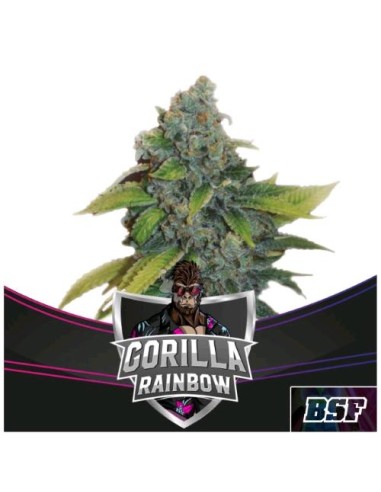 BSF - Gorilla Rainbow - fem - 2 semi