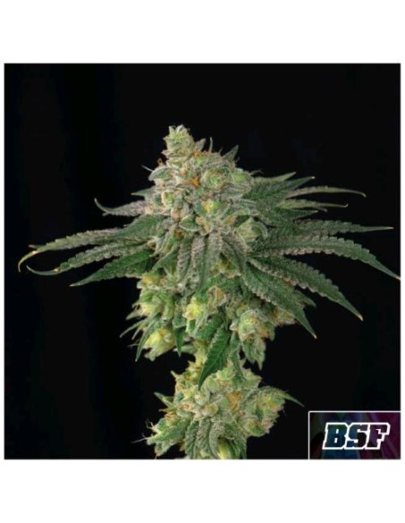 BSF - Lebron Haze fem - 2 semi BSF - Lebron Haze fem - 2 semi