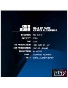 BSF - OBG Kush Fast fem - 2 semi 2