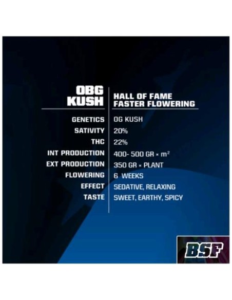 BSF - OBG Kush Fast fem - 7 semi