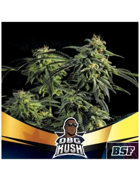 BSF - OBG Kush Fast fem - 7 semi BSF - OBG Kush Fast fem - 7 semi