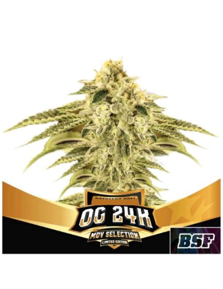 BSF - OG  24K fem - Limited Edition Pack 10 semi BSF - OG  24K fem - Limited Edition Pack 10 semi