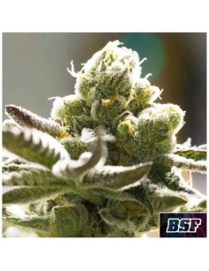 BSF - Orange Blossom Fem - 2 semi