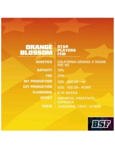 BSF - Orange Blossom Fem - 2 semi 2