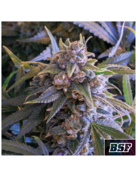 BSF - Pineapple Larry OG Fem - 4  semi BSF - Pineapple Larry OG Fem - 4  semi