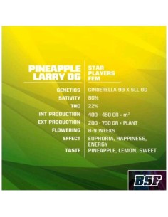 BSF - Pineapple Larry OG Fem - 4  semi 2