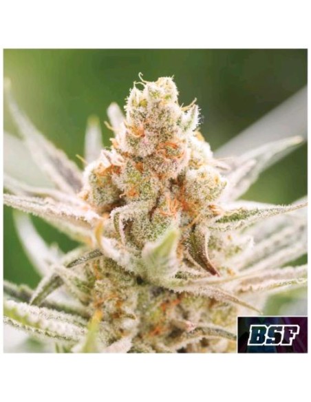 BSF - Rainbows Fem - 2 semi BSF - Rainbows Fem - 2 semi