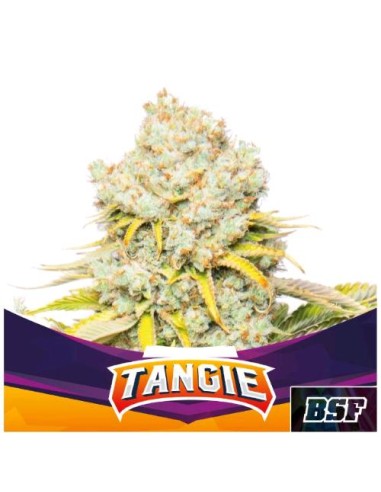 BSF - Tangie  Fem - 2 semi