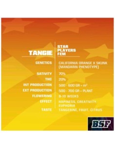 BSF - Tangie  Fem - 2 semi 2