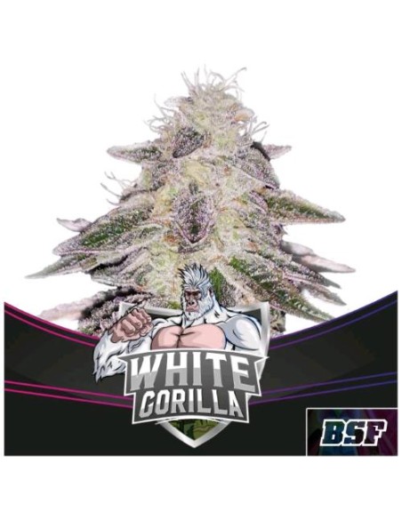 BSF - Gorilla White  Fem - 4 semi BSF - Gorilla White  Fem - 4 semi