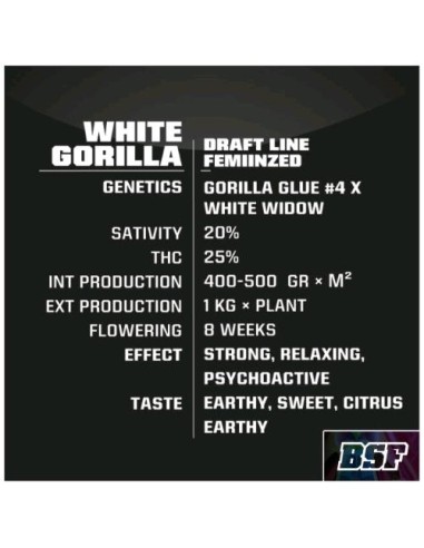 BSF - Gorilla White  Fem - 4 semi