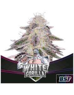BSF - Gorilla White  Fem - 12 semi